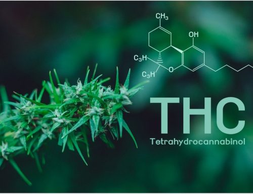 A Scientific Look At the Effects of Cannabis and THC on the Body
